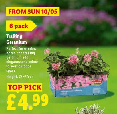 Trailing Geranium