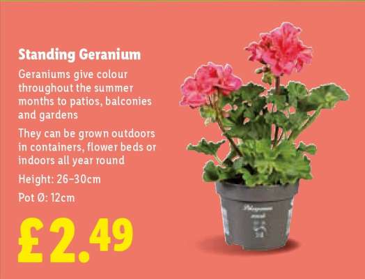 Standing Geranium