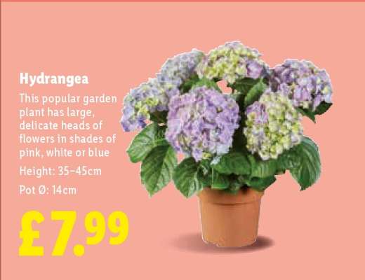 Hydrangea