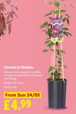 Clematis & Climbers