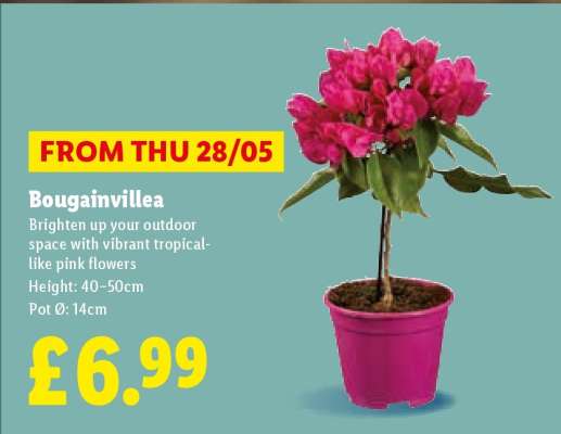 Bougainvillea