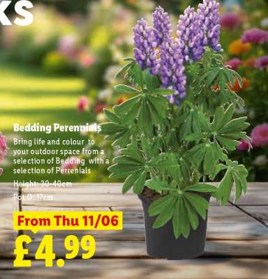 Bedding Perennials