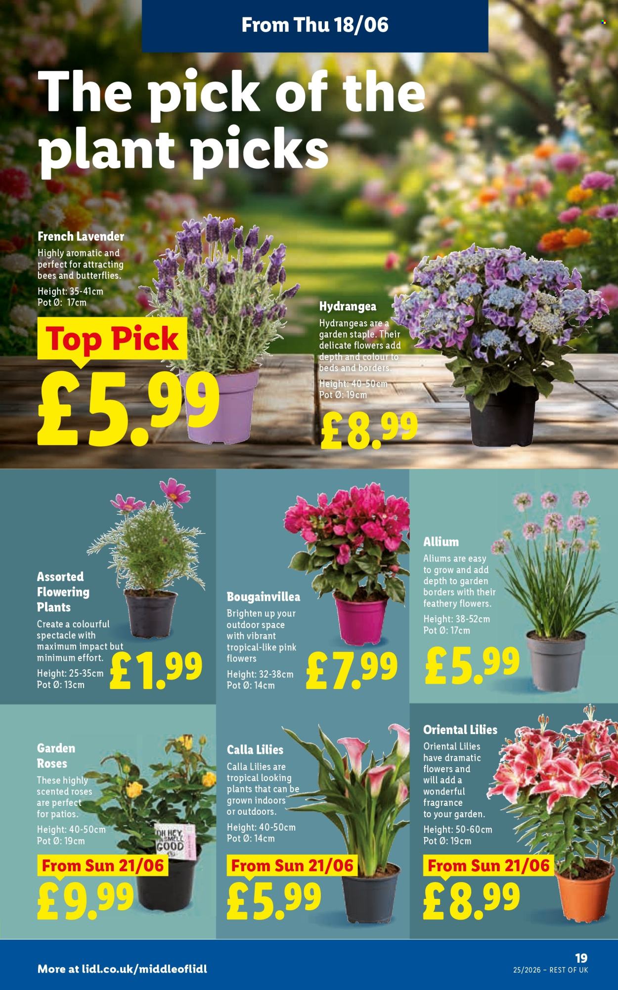 Lidl offer - 18/06/2026 - 24/06/2026. Page 21