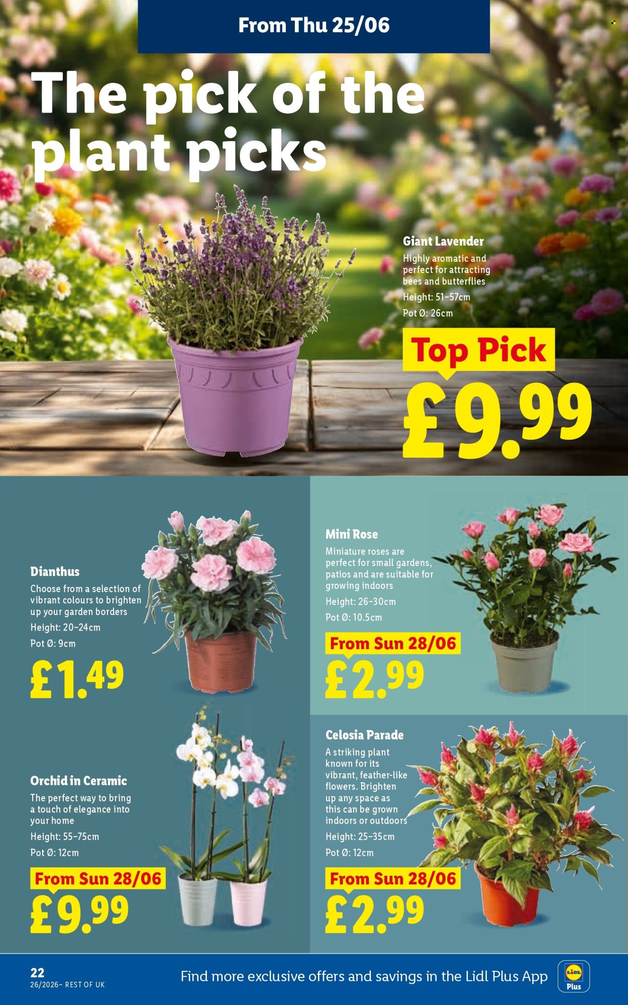Lidl offer - 25/06/2026 - 01/07/2026. Page 26