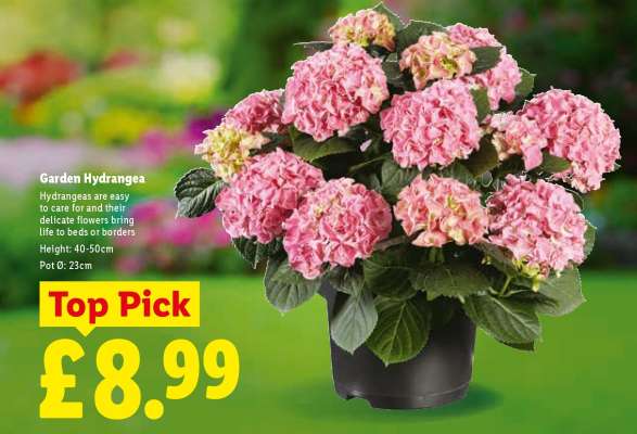 Garden Hydrangea