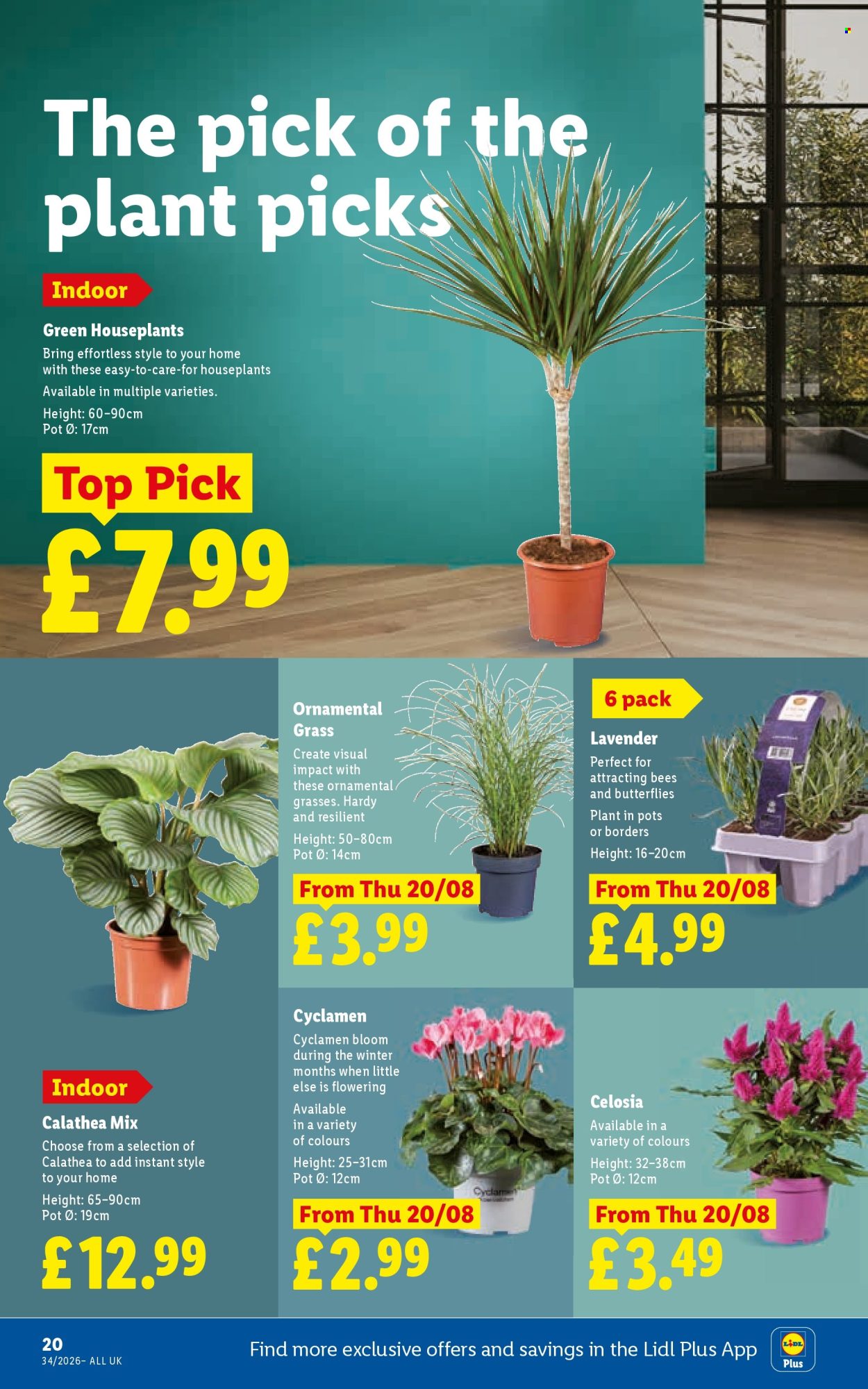 Lidl offer - 20/08/2026 - 26/08/2026. Page 24